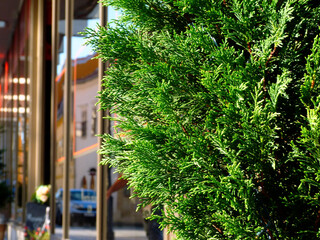 lush green thuja occidentalis bush closeup detail with brown and bronze color glass and aluminum...