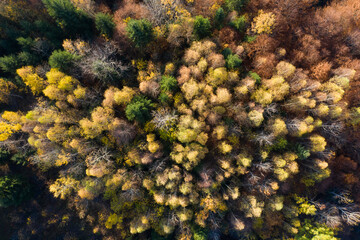 Autumn foliage in the mountains.