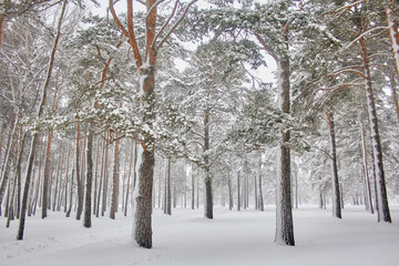 beautiful winter landscape. snowfall in the pine forest