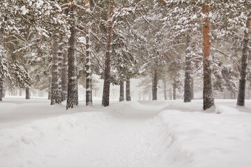 beautiful alley with pine trees in the park. winter landscape during a snowfall.