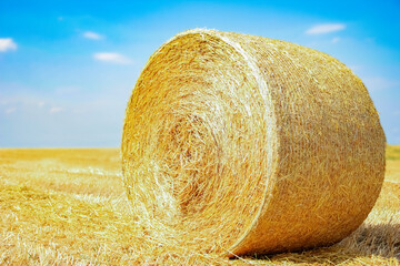 a bales on the field are folded for second use on the field to the animal background