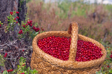 A basket with red berries stands in the forest. Lingonberry berries in a wicker basket.