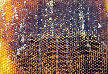 Drop of bee honey drip from hexagonal honeycombs