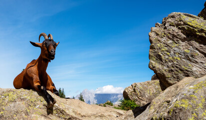 Gämsfarbige Gebirgsziege auf Felsen in Österreich, Kärnten