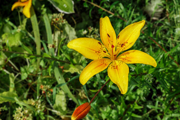 Lilium, yellow blossoming flower with water drops on petals. Flower in the garden.