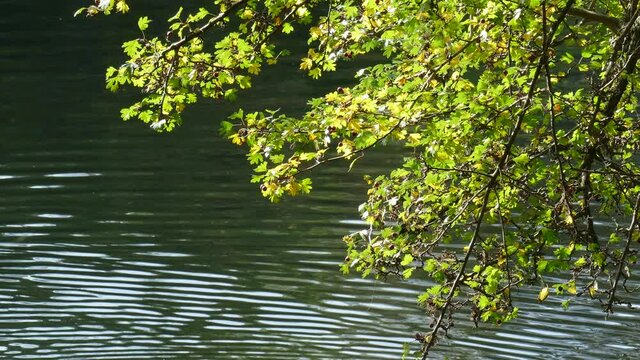 Eichenlaub mit Laubverf&auml;rbung im Herbst an einem Gew&auml;sser mit schwimmenden Enten, Deutschland, Europa
