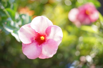 Obraz premium red paper flower