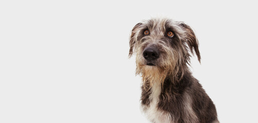 Pensive and attentive dog looking up. Isolated on gray background.