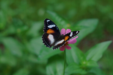 Fototapeta na wymiar beautiful butterfly perching on a flower