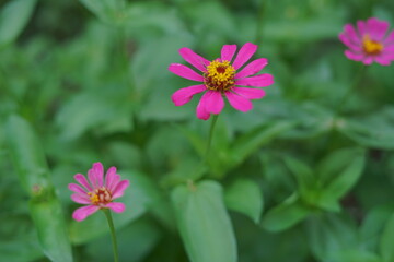 red paper flower