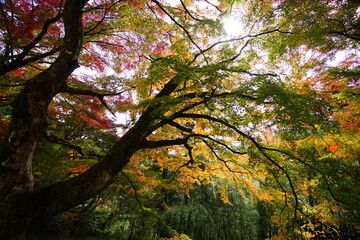 Scenery of Gero Onsen at Autumn in Gifu, Japan