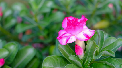 Closeup adenium obesum flowers blooming on green leaves background .  beautiful flowers is a plant that can be easily grown