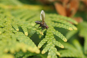 Fliege mit aufgestellten Flügeln