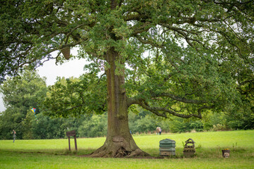 honey tree in the park