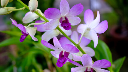 Close Up orchid flowers blooming on green leaves background .  Beautiful flowers is a plant that can be easily grown