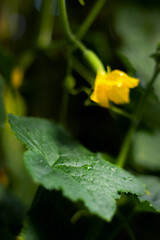 Blurred background with close up with small green cucumber on the branches of Cucumis sativus plant with flowers growing in a horticulture greenhouse