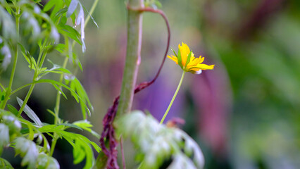 Colorful cosmos flower growing and blooming in the garden