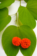 Happy Dussehra greeting card , green apta leaf and rice, Indian festival dussehra