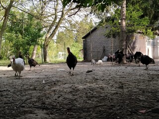 turkey farm. Free-range turkeys in a rural poultry yard. Poultry on the farm
