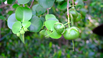 Sonneratia caseolaris or known as Firefly Mangrove, Red-flowered Pornupan Mangrove, or Mangrove Apple is an evergreen, tropical of thailand