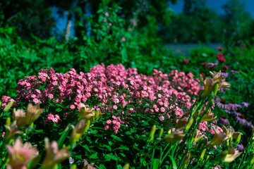 ピンクの花畑