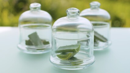 Aloe vera leaves in glass jars