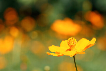 群生するキバナコスモスの花