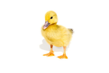 NewBorn little Cute yellow duckling isolated on white.