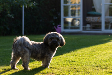 small cute dog on the grass
