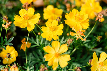 Fototapeta premium yellow flowers in the garden