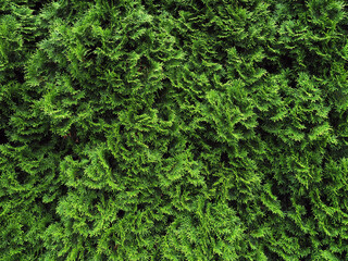 Living green hedge from thuja. Background and texture of green plants