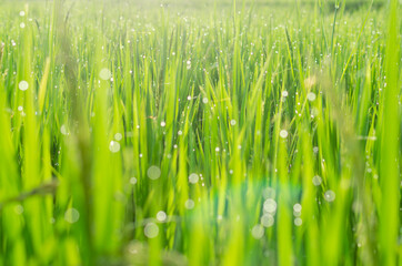 Obraz premium Green rice plant with dew drops