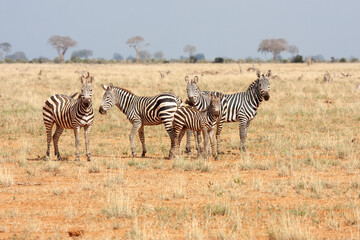 Fototapeta na wymiar zebras in the African savannah