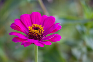 Obraz premium purple zinnia close up on a green background