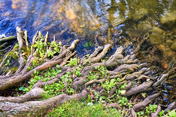 Mystical tree roots meander into the water of a lake.