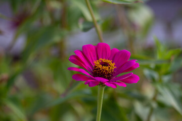 purple zinnia close up on a green background