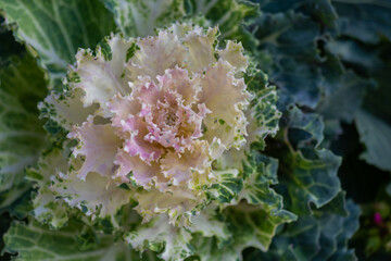 decorative cabbage top view close up