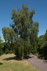 Summer Foliage of a Deciduous Weeping Silver Birch Tree (Betula pendula 'Tristis') Growing in a Park in Rural Devon, England, UK