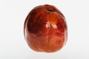 Fototapeta premium un azufaifo, Ziziphus zizyphus . Mallorca. Islas Baleares. Spain.