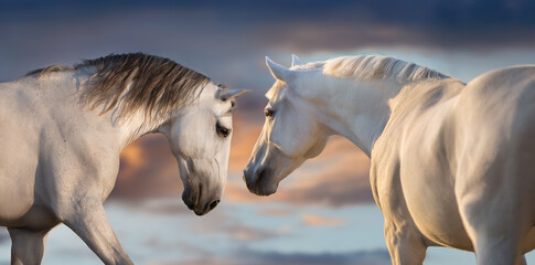 Two white horse with long mane run free against sunset sky