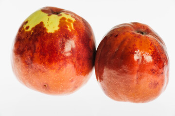 Fototapeta premium dos azufaifos, Ziziphus zizyphus . Mallorca. Islas Baleares. Spain.