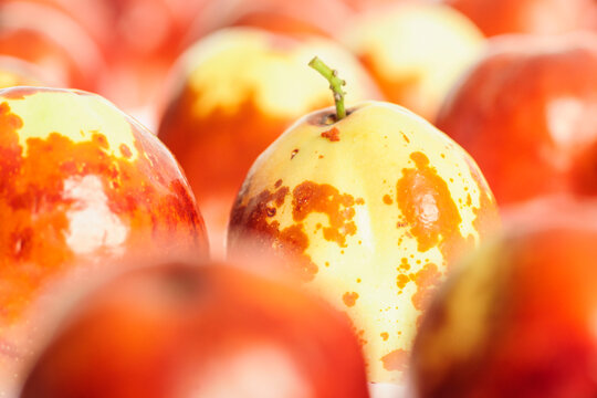 azufaifos, Ziziphus zizyphus . Mallorca. Islas Baleares. Spain.