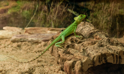 Helmet Basilisk is a species of lizard in the family Corytophanidae.
A daytime green lizard with long toes and sharp claws. There is a crest on the head of males.