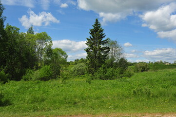 forest and sky