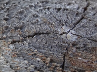 sawed down the old tree