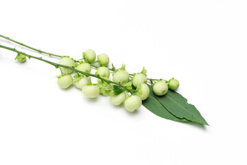 Melientha suavis Pierre isolated on white background.Melientha suavis Pierre seeds.