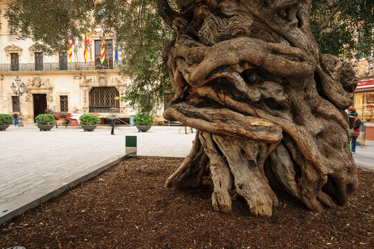 olivo de Cort, Olea europaea var. Europaea, Palma,mallorca, islas baleares, espa&ntilde;a, europa