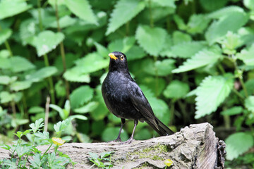 blackbird on a branch