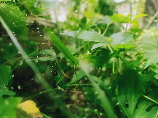 water drops on a leaf