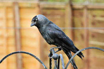 A Jackdaw on the fence